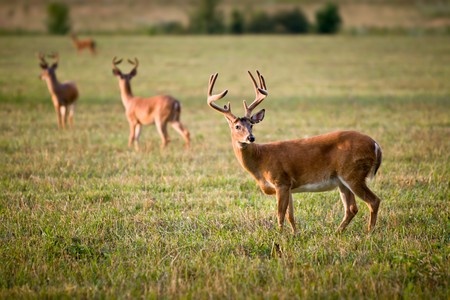 5 Little-Known Facts about White-tailed Deer