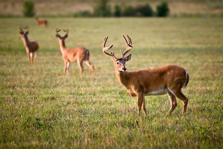  White-tailed Deer