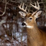 Science Sheds New Light on Whitetail Vision