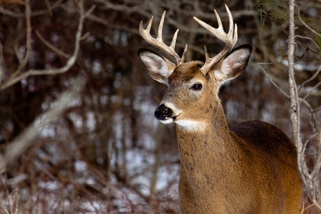 Science Sheds New Light on Whitetail Vision