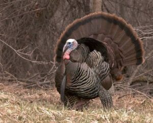 Turkey Hunting