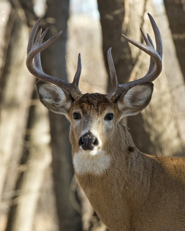 Chronic Wasting Disease