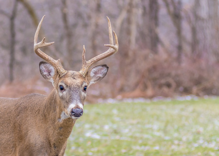 Hunting from a Deer Blind