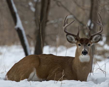 Large Buck in Snow