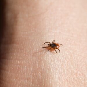 Tick Bite Prevention Tips for Hunters