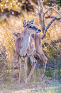 Whitetail Deer