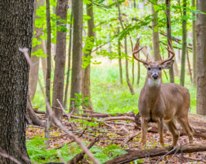 Whitetail Buck