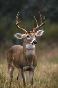 Whitetail Buck