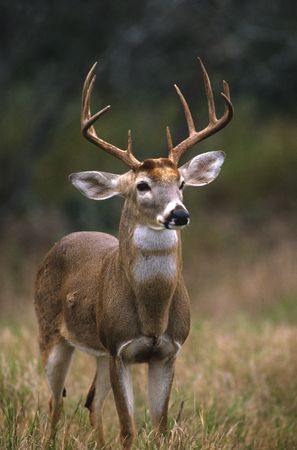 Illinois Hunter Bags Potentially Record-Breaking Buck 