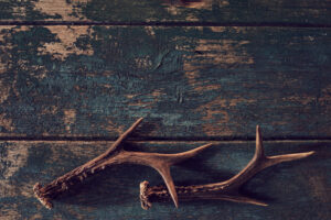 Shed Antlers