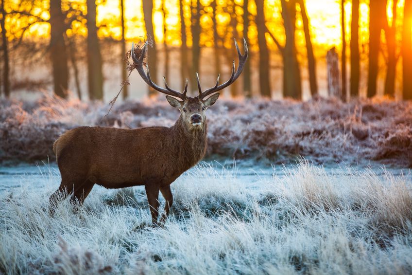 What To Bring With You To Your Deer Hunting Blind | Productive Cedar Products LLC